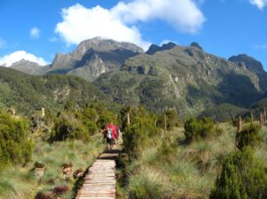 Boardwalks allow trekkers to pass across large bogs.