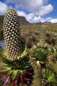 Mt Kenya Lobelia