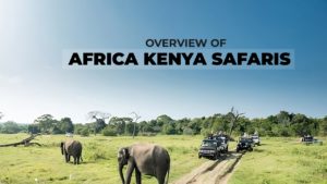 Africa Kenya Safaris